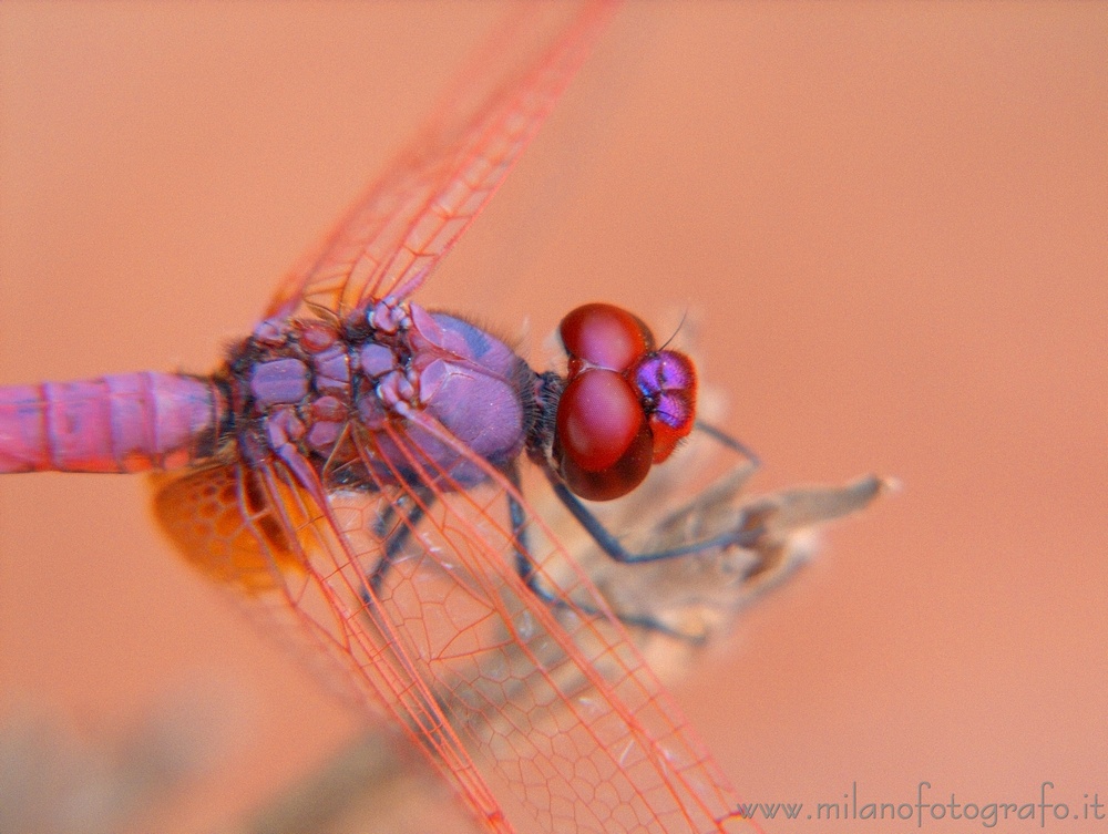 Otranto (Lecce) - Maschio di Trithemis annulata